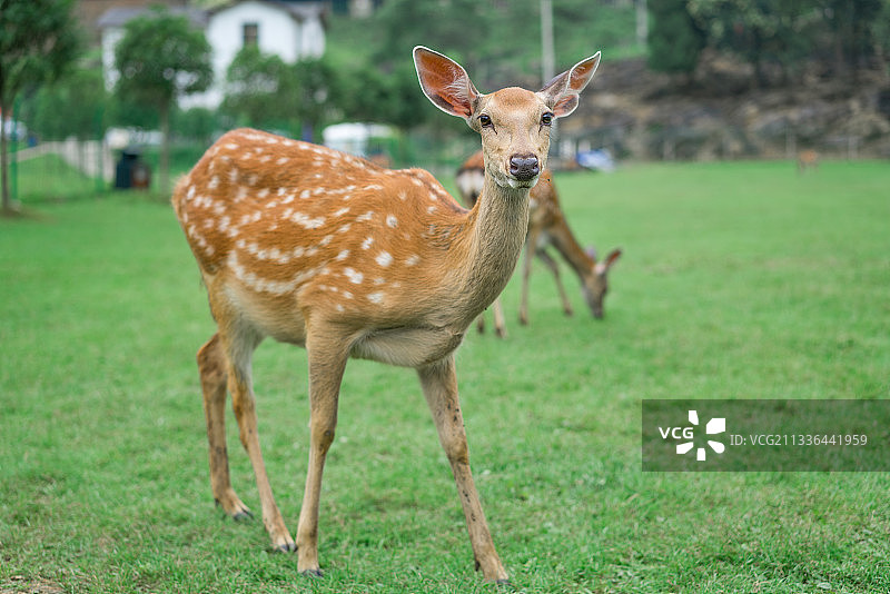 养殖梅花鹿图片素材