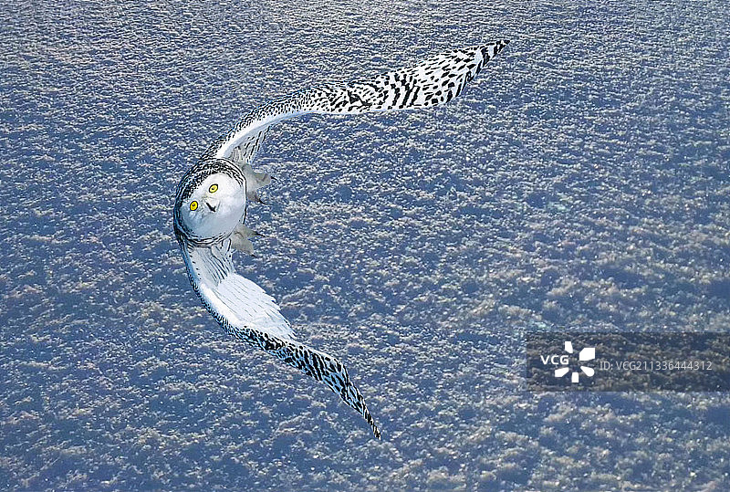 白雪公主     新加坡国际摄影大赛APAS丝带奖图片素材