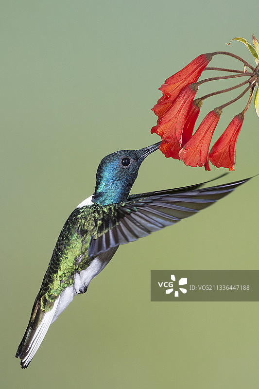 雄性白颈蜂鸟在花朵上觅食图片素材