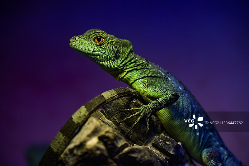 蜥蜴图片素材
