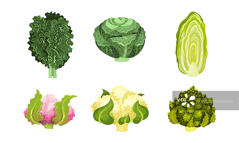 不同品种的卷心菜、花椰菜和罗马花椰菜图片素材