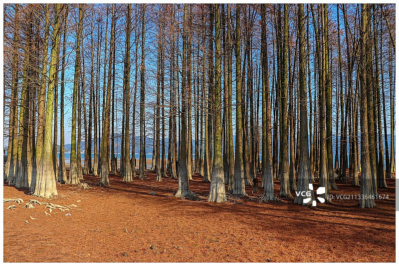 四明湖红杉林图片素材