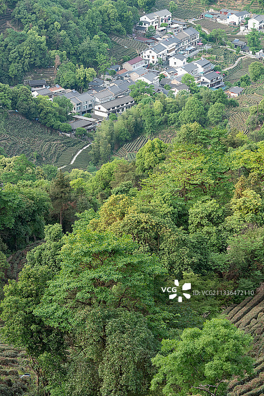西湖龙井村图片素材