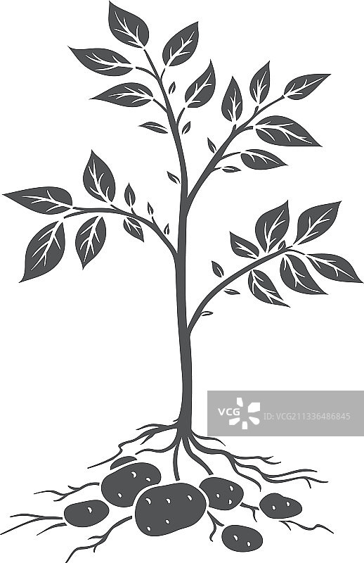 带块茎的马铃薯植株图片素材