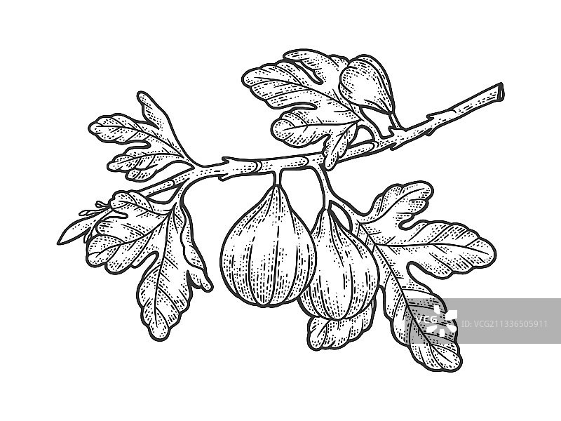 无花果树素描图片素材