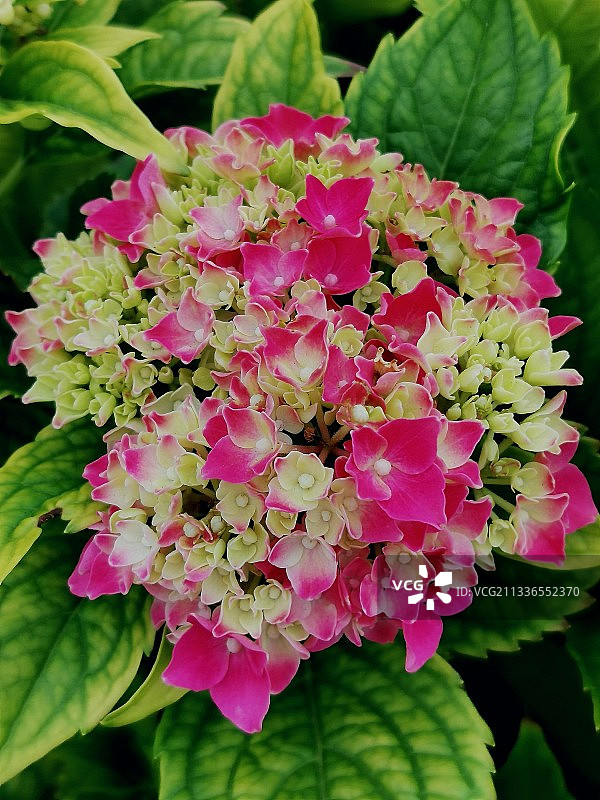 绣球花图片素材