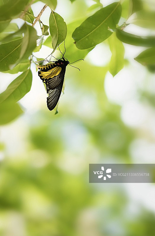 金裳凤蝶图片素材