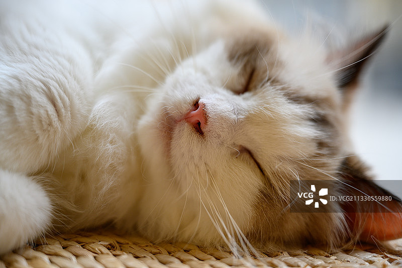 在咖啡馆里休息的可爱的猫咪图片素材