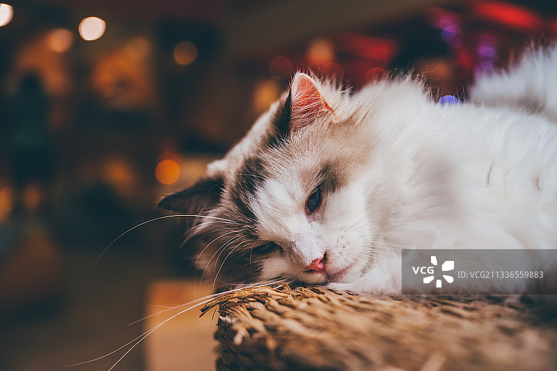 在咖啡馆里休息的可爱的猫咪图片素材