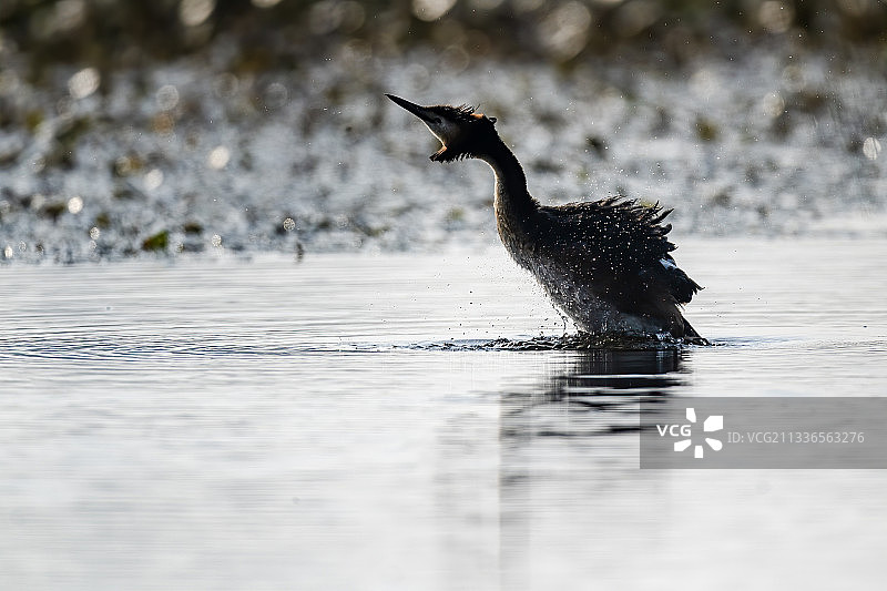 凤头䴙䴘图片素材