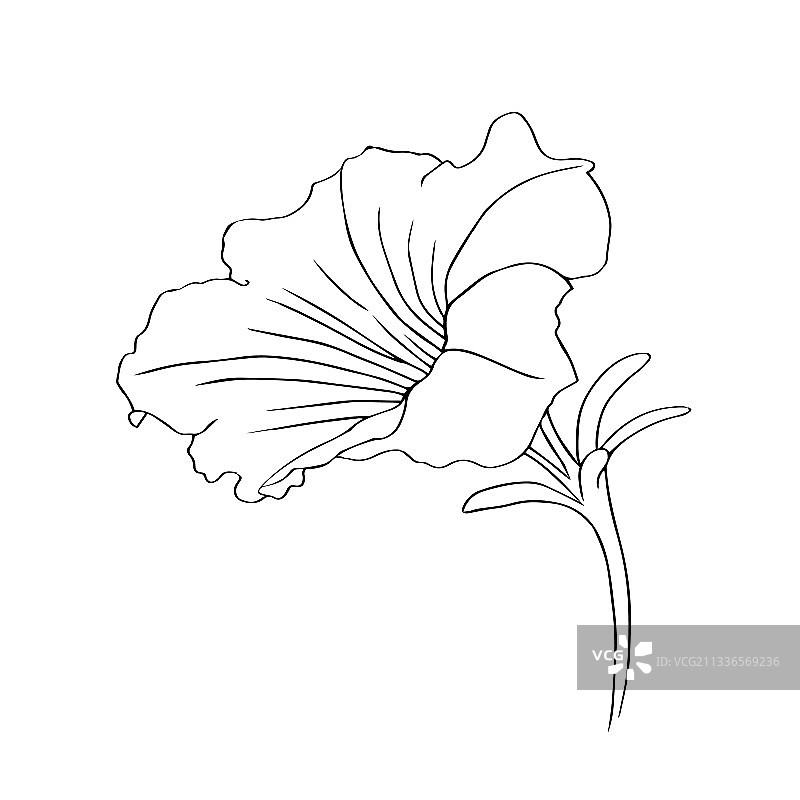 白色背景上的矮牵牛花图片素材