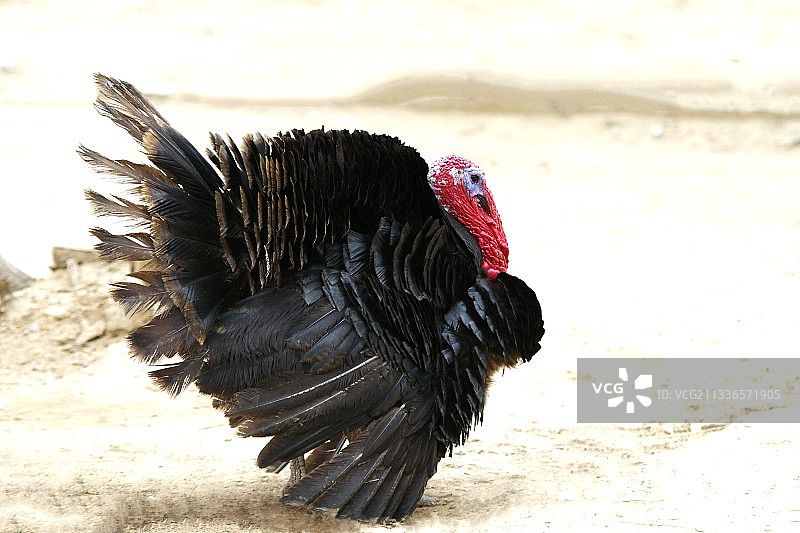 火鸡 吐绶鸡图片素材