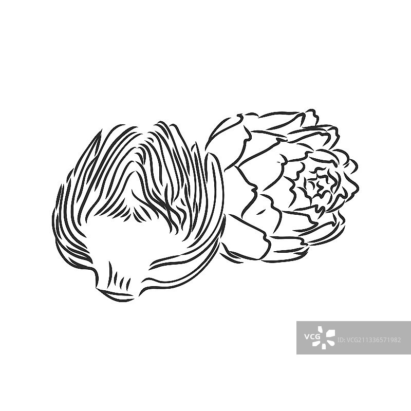 雕刻绿色蔬菜朝鲜蓟图片素材