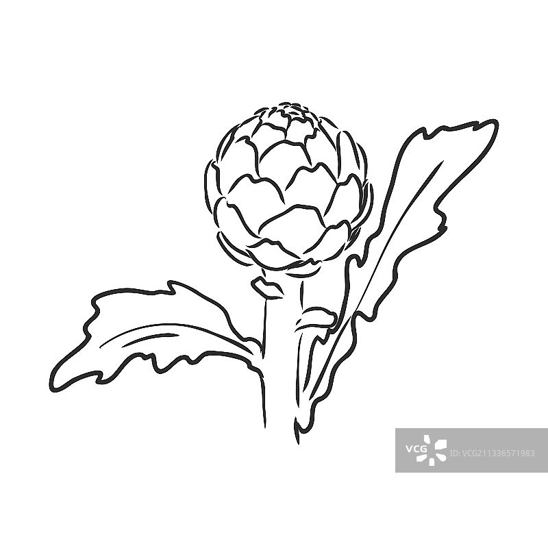 雕刻绿色蔬菜朝鲜蓟图片素材