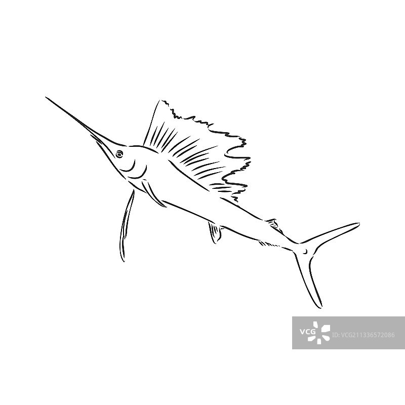 马林鱼剑鱼Zentangle风格徒手画图片素材