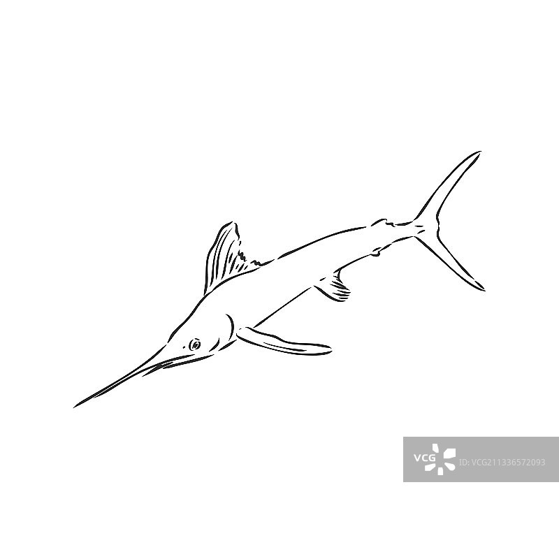 马林鱼剑鱼Zentangle风格徒手画图片素材