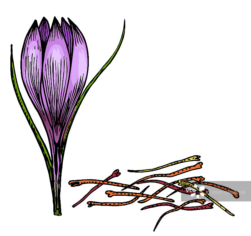 手绘番红花草本植物图片素材