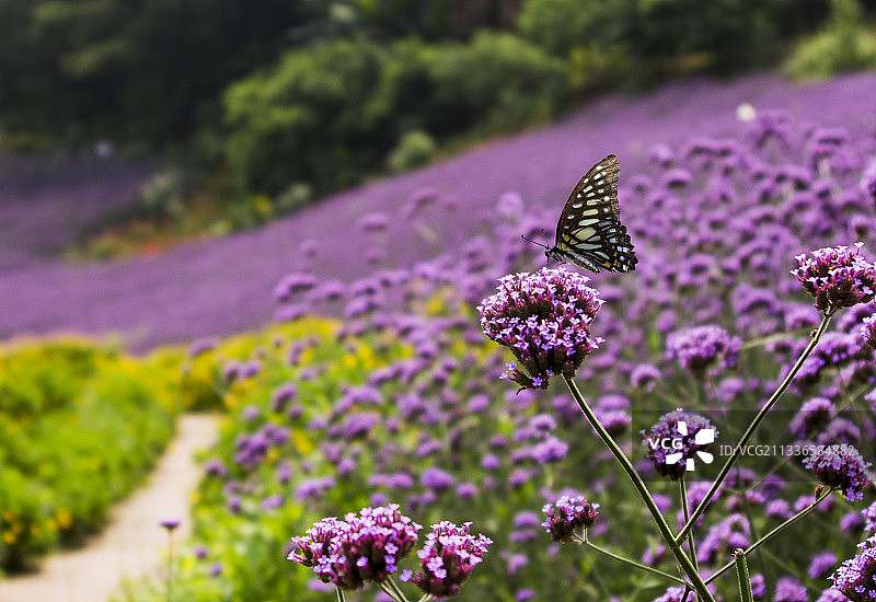 蝶恋花—马鞭草图片素材