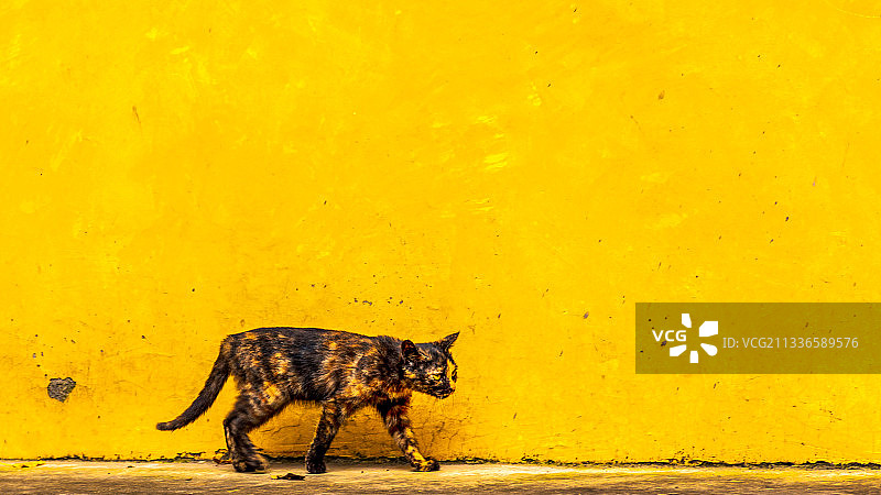 白岩寺的猫图片素材