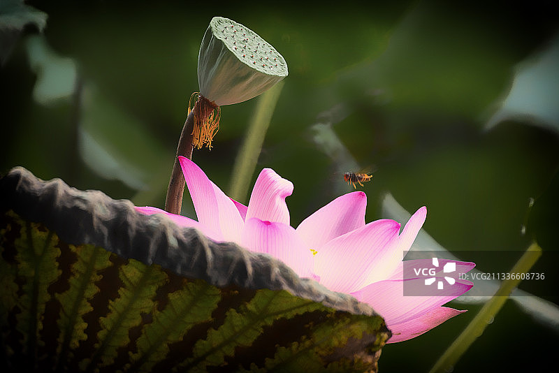 夏季荷塘｜拍摄于广州荔湾湖公园图片素材