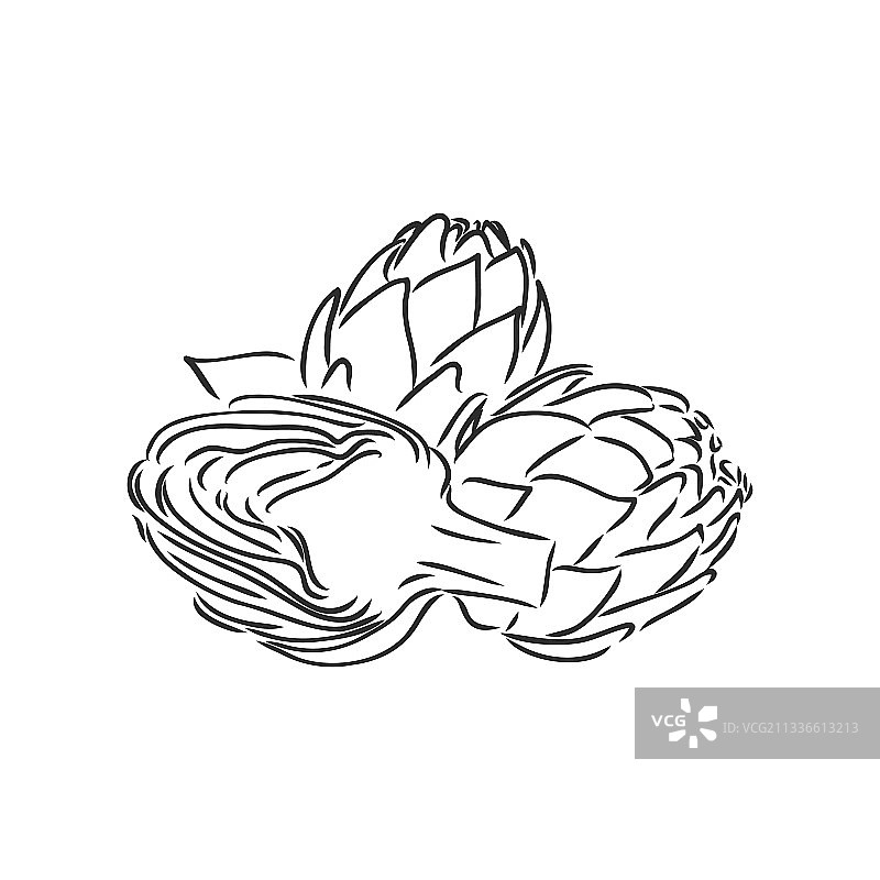 雕刻绿色蔬菜朝鲜蓟图片素材