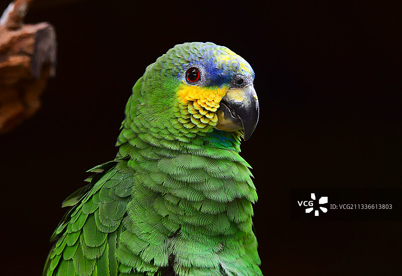 绿色的亚马逊鹦鹉头部特写图片素材