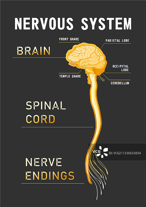 人类神经系统教学示意图图片素材