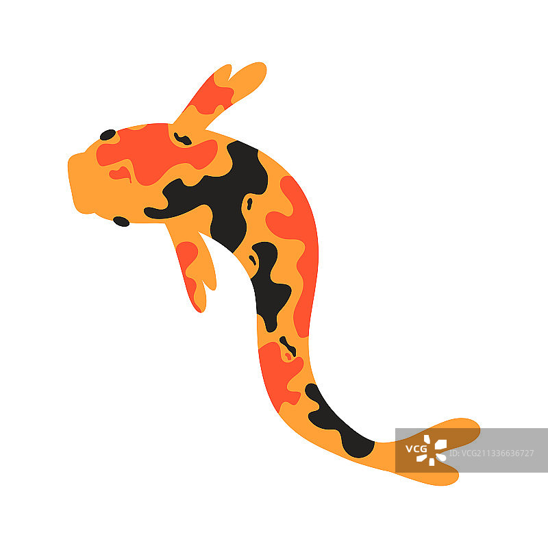 日式锦鲤图片素材