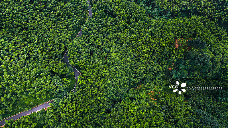 玉带林中过图片素材
