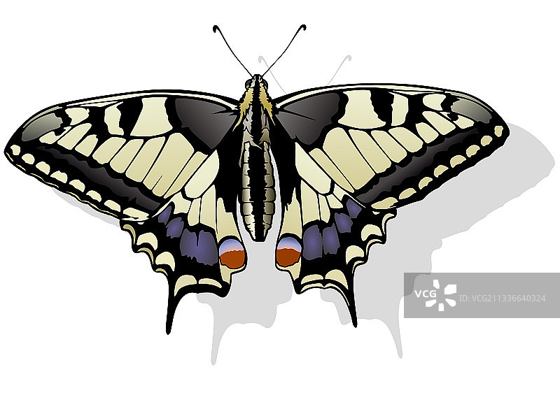 燕尾蝶图片素材