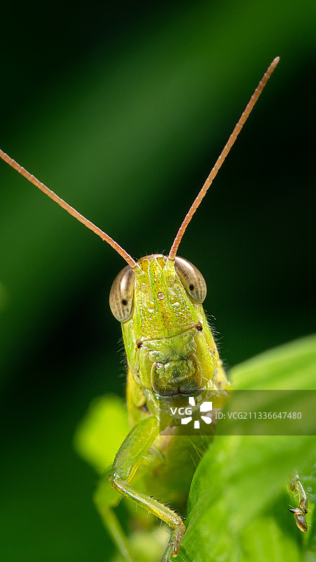蚱蜢图片素材