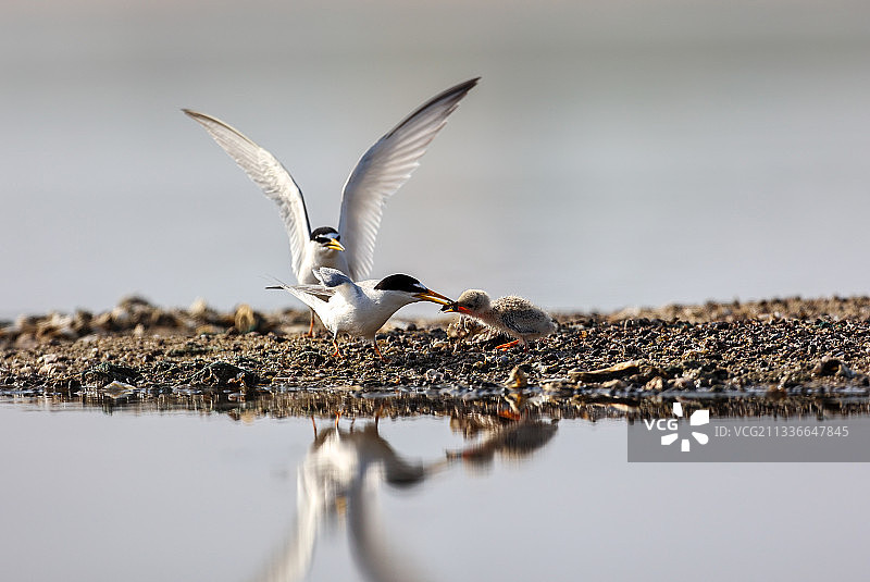 【哺食】白额燕鸥图片素材