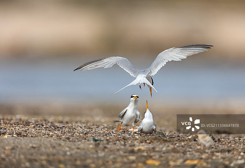 白额燕鸥图片素材