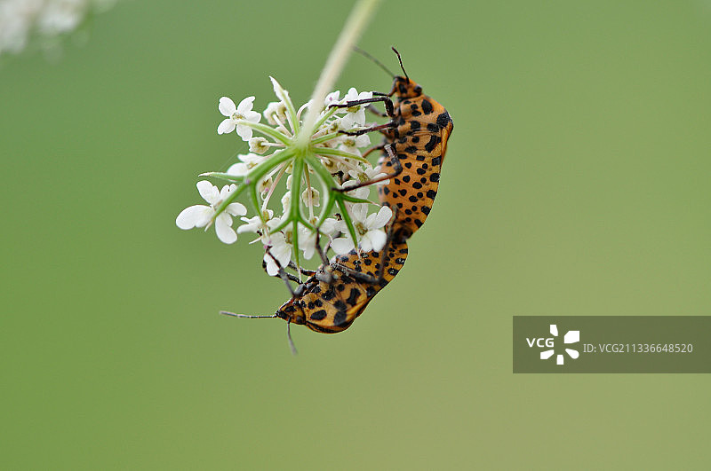 嘘~~~斑蝥也有隐私图片素材