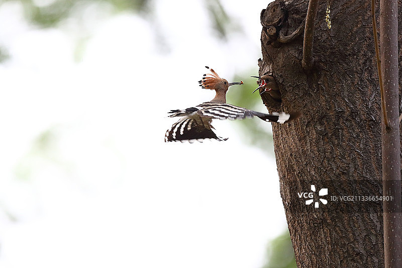 戴胜育雏图片素材