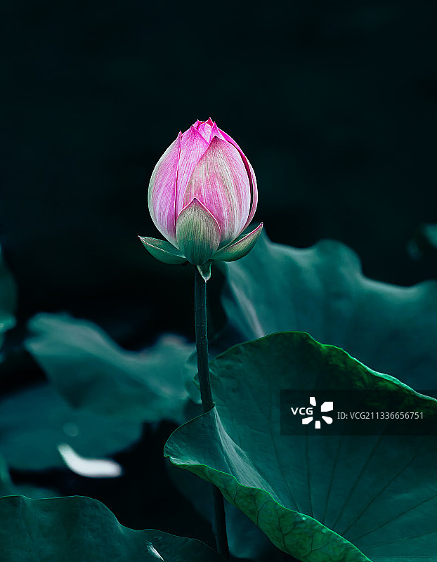 含苞待放却又饱经沧桑的荷花图片素材