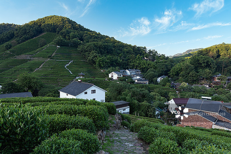 西湖龙井村图片素材
