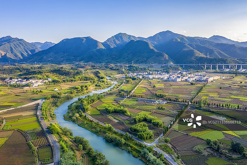 中国最大的茶园（松阳大木山茶园）图片素材