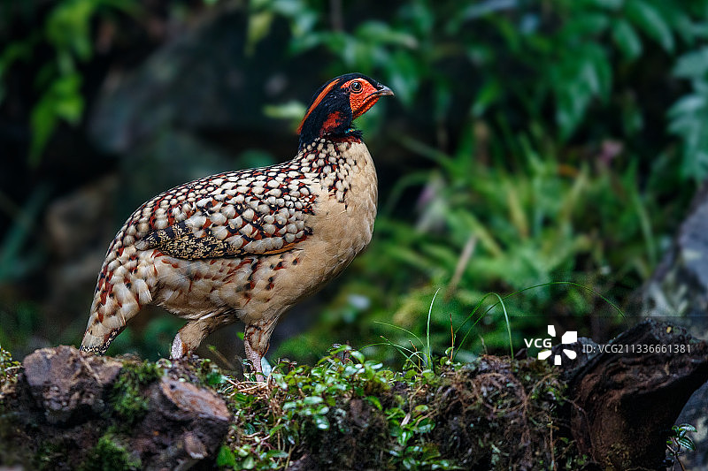 黄腹角雉（傲视图片素材