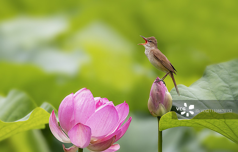 荷花大苇莺图片素材