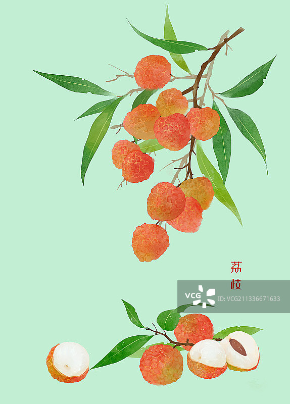 荔枝竖版插画图片素材