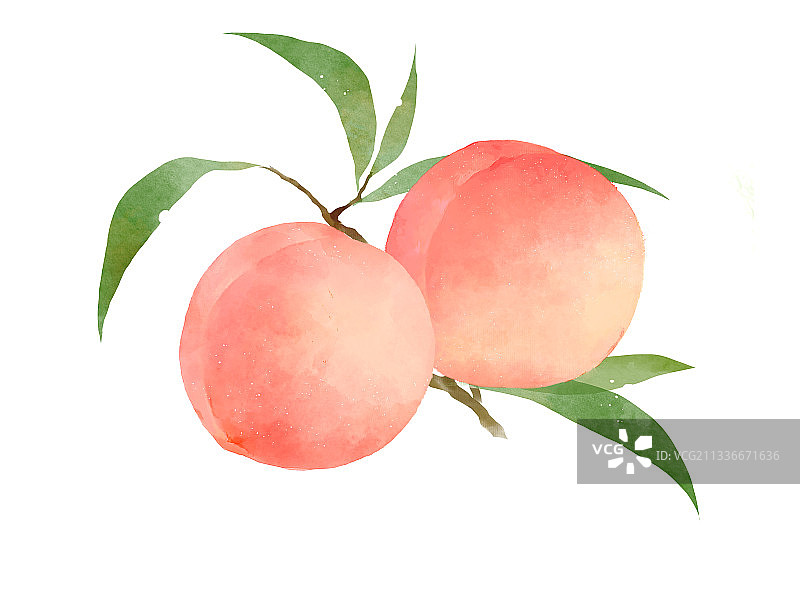 水蜜桃插画图片素材