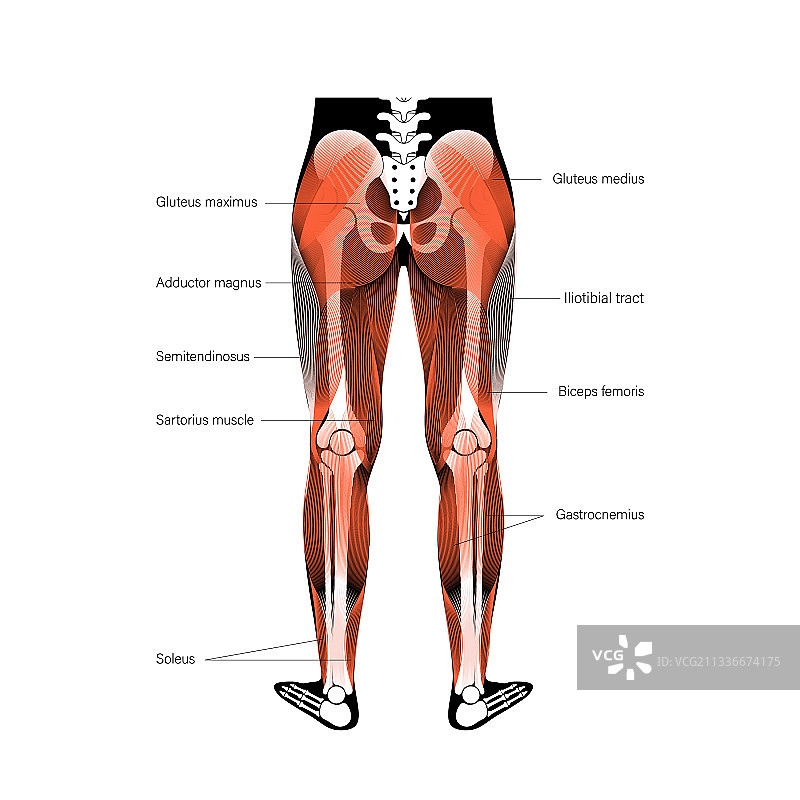 腿部肌肉系统图片素材