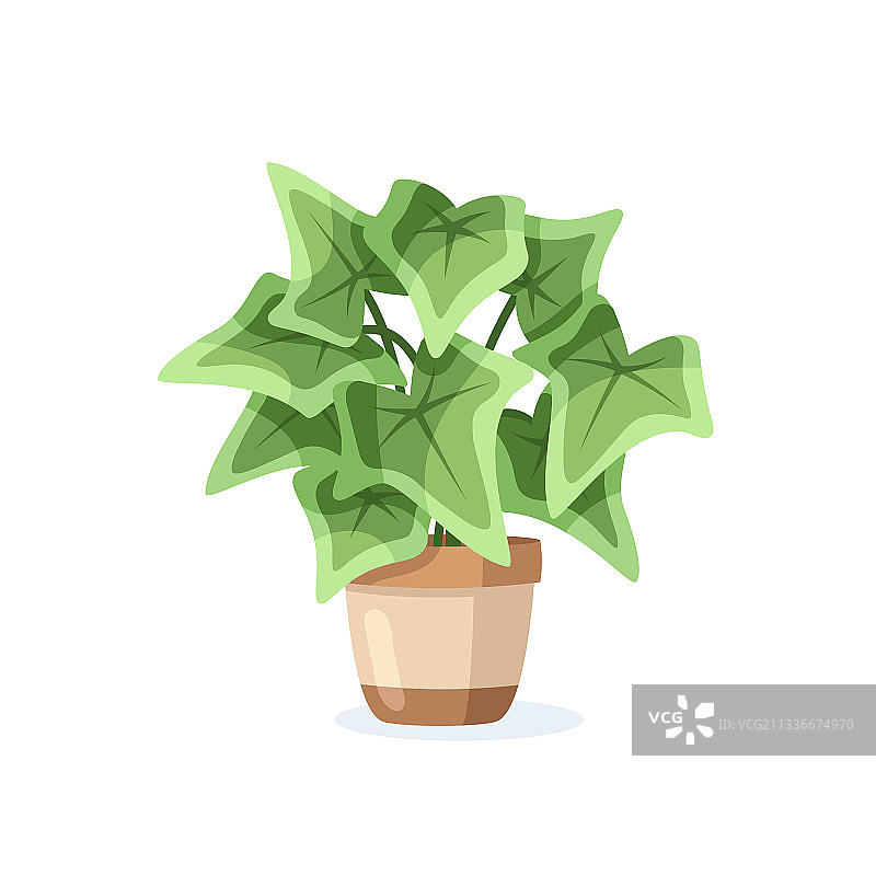 白色背景上隔离的盆栽花朵图片素材