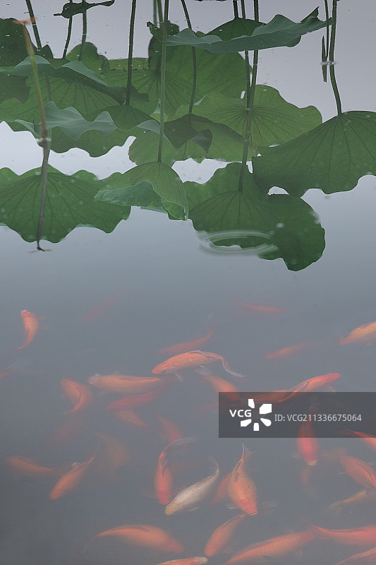 红鱼嬉夏池图片素材