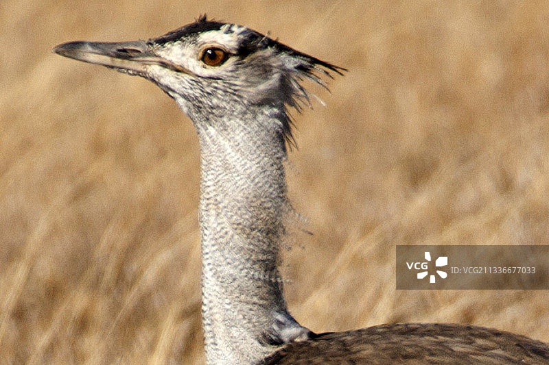 柯利鸨特写图片素材