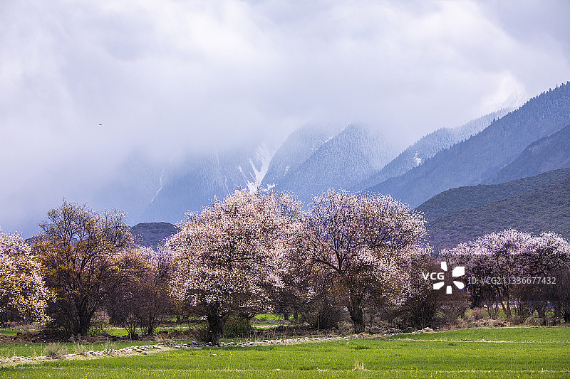 西藏林芝雪域桃花雪山桃树自然风光图片素材