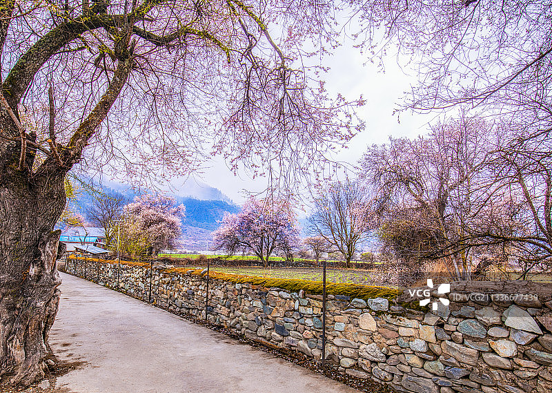 西藏林芝雪域桃花雪山桃树自然风光图片素材