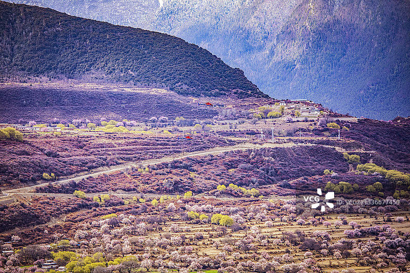 西藏林芝雪域桃花雪山桃树自然风光图片素材