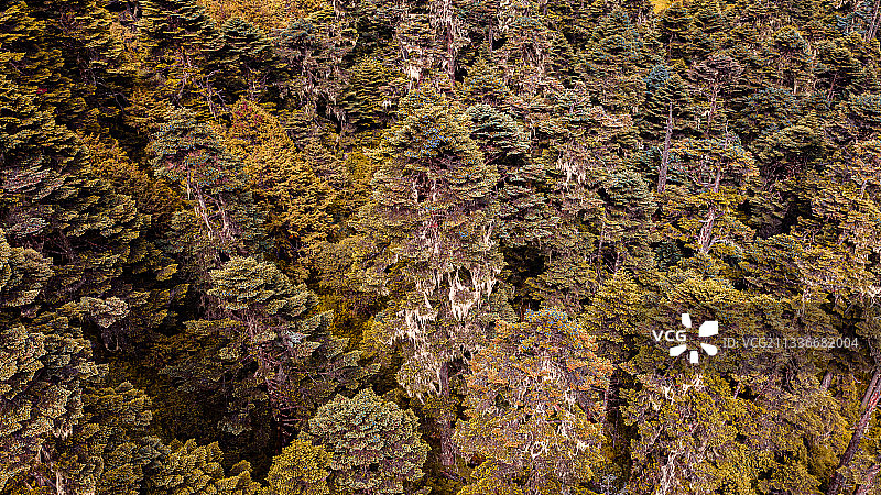 西藏山南市隆子县玉麦乡风景森林雪山湖泊放牧守边桌嘎央宗姐妹们图片素材